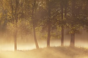 Niebla dorada de la mañana de Gustav Davidsson