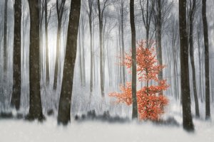 El bosque invernal de los naranjos de Gustav Davidsson