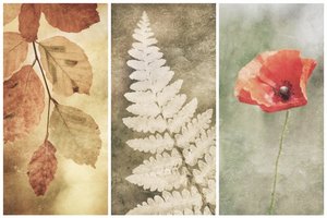Trío Vintage Nature