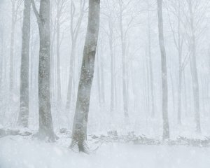 Bosque nevado en invierno de Gustav Davidsson