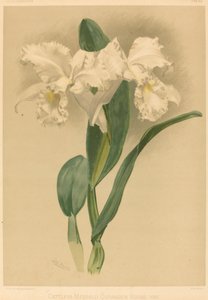 Cattleya Mendelii Var. Quorndon House de Gustav Leutzsch after Henry George Moon