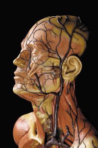 (detalle) de un modelo anatómico masculino ecorché, mostrando músculos, arterias y venas, la circulación y el sistema nervioso de Gustav Zeiller