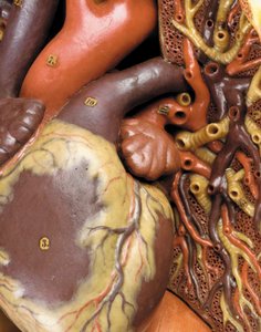 (detalle) de un modelo anatómico masculino ecorché, mostrando músculos, arterias y venas, la circulación y el sistema nervioso de Gustav Zeiller