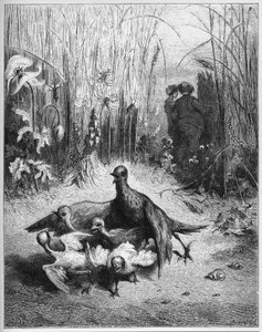 La alondra y sus crías con el dueño de un campo - de 