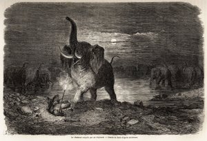 El cazador sorprendido por un elefante, cerca del lago Ngami (Botsuana), dibujo de Gustave Doré (1832-1883), para ilustrar las aventuras y cacerías de Charles Jean Anderson en el sur de África. Grabado en “Le tour du monde, nouveau journal des voyages” Par de Gustave Dore
