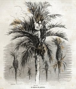 La ligadura de las palmeras en Elche, con el objetivo de preservar la blancura, para trenzarlas, dibujo de Gustave Doré (1832-1883), para ilustrar su viaje a España, en 1862, con Ch. Davillier. Grabado en "Le tour du monde", editado por E