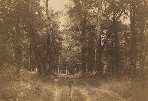 Bas-Bréau, Bosque de Fontainebleau