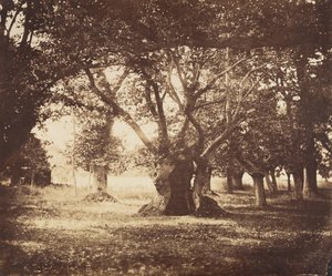 Roble hueco, Fontainebleau, 1855-57 de Gustave Le Gray