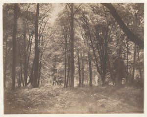 La forêt de Fontainebleau (El bosque de Fontainebleau) de Gustave Le Gray