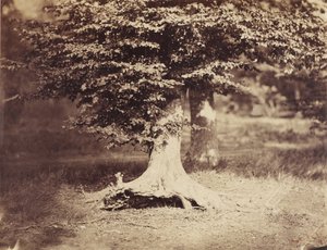 El haya de Gustave Le Gray