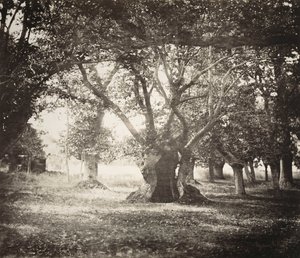Árbol, Bosque de Fontainebleau de Gustave Le Gray