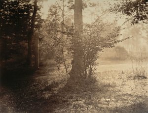 Estudio de árbol, bosque de Fontainebleau, ca. 1856 de Gustave Le Gray
