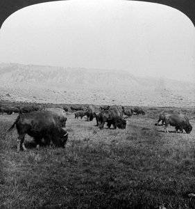 Búfalo, Parque Nacional de Yellowstone, EE.UU.