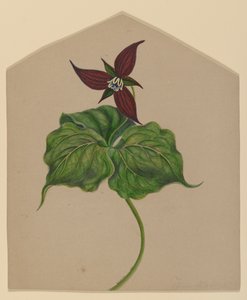 Flor roja burdeos de H. Lynde