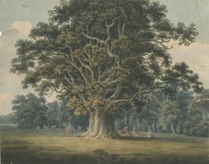 Needwood - Roble Swilcar: pintura en acuarela de H Moore