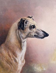 Cabeza de un galgo