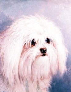 Terrier maltés