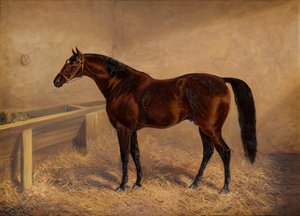 Wenlock : Un caballo de carreras de la bahía, en una caja suelta, c.1881-1903 (óleo sobre lienzo) de H. Whittaker Reville