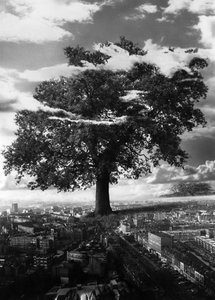 El Árbol en Islington