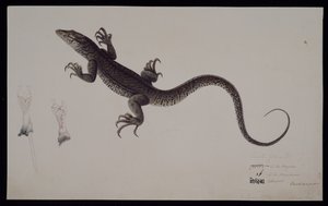 El monitor 