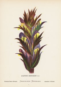 Flores silvestres de Tierra Santa: Acanthus Dioscoridis; Brecha del Oso Oriental (grabado coloreado) de Hannah Zeller