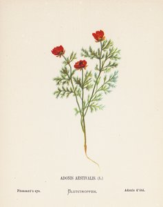 Flores silvestres de Tierra Santa: Adonis Aestivalis; Ojo de faisán (grabado coloreado)