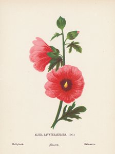 Flores silvestres de Tierra Santa: Alcea Lavateraeflora; Malvarrosa (grabado coloreado) de Hannah Zeller
