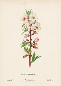 Flores silvestres de Tierra Santa: Amygdalus Communis; Almendra (grabado coloreado) de Hannah Zeller