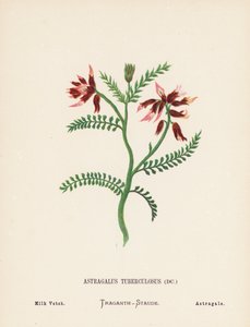 Flores silvestres de Tierra Santa: Astragalus Tuberculosus; Milk Vetch (grabado coloreado)