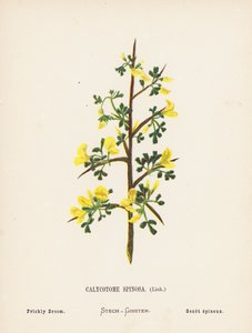 Flores silvestres de Tierra Santa: Calycotome Spinosa, Link; Retama espinosa (grabado coloreado) de Hannah Zeller