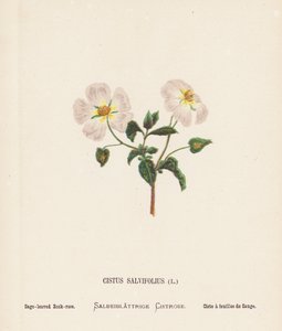 Flores silvestres de Tierra Santa: Cistus Salvifolius; Sage-leaved Rook-rose (grabado coloreado) de Hannah Zeller