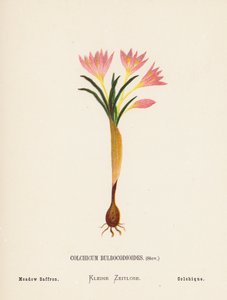 Flores silvestres de Tierra Santa: Colchicum Bulbocodioides, Stev; Azafrán de los prados (grabado coloreado)