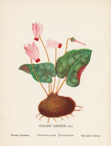 Flores silvestres de Tierra Santa: Cyclamen Aleppicum, Ait; Ciclamen persa (grabado coloreado)