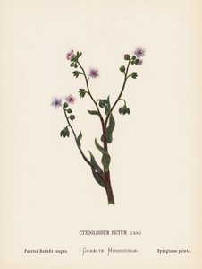 Flores silvestres de Tierra Santa: Cynoglossum Pictum, Ait; Lengua de sabueso pintada (grabado coloreado) de Hannah Zeller