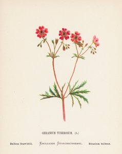 Flores silvestres de Tierra Santa: Geranium Tuberosum; Bulbous Craw