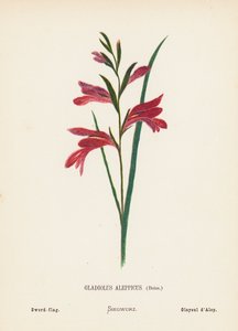 Flores silvestres de Tierra Santa: Gladiolus Aleppicus, Boiss; Bandera-espadaña (grabado coloreado)