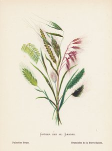 Flores silvestres de Tierra Santa: Graser des hl Landes; Palestine Grass (grabado coloreado) de Hannah Zeller