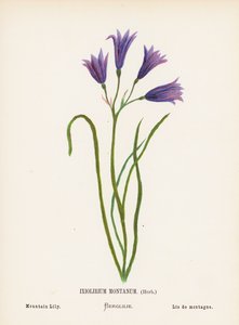 Flores silvestres de Tierra Santa: Ixiolirium Montanum, Hierba; Lirio de montaña (grabado coloreado)