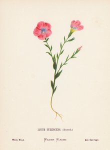 Flores silvestres de Tierra Santa: Linum Pubescens, Russell; Lino silvestre (grabado coloreado) de Hannah Zeller