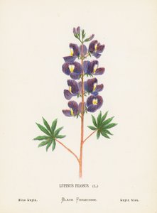 Flores silvestres de Tierra Santa: Lupinus Pilosus; Altramuz azul (grabado coloreado) de Hannah Zeller