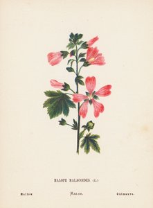Flores silvestres de Tierra Santa: Malope Malacoides; Malva (grabado coloreado) de Hannah Zeller