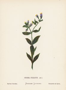 Flores silvestres de Tierra Santa: Onosma Syriacum; Onosma siria (grabado coloreado) de Hannah Zeller