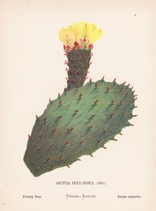Flores silvestres de Tierra Santa: Opuntia Ficus Indica, Mill; Higo chumbo (grabado coloreado) de Hannah Zeller