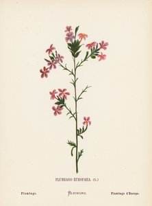 Flores silvestres de Tierra Santa: Plumbago Europaea; Plumbago (grabado coloreado) de Hannah Zeller