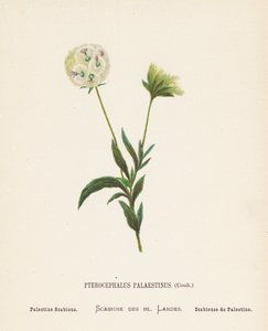 Flores silvestres de Tierra Santa: Pterocephalus Palaestinus, Coult; Palestine Scabious (grabado coloreado)
