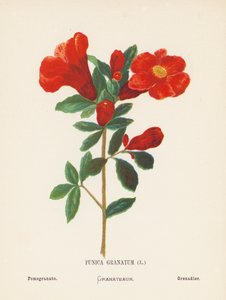 Flores silvestres de Tierra Santa: Punica Granatum; Granada (grabado coloreado) de Hannah Zeller