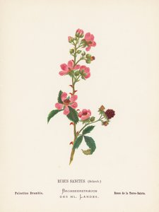 Flores silvestres de Tierra Santa: Rubus Sanctus, Schreb; Zarza de Palestina (grabado coloreado)