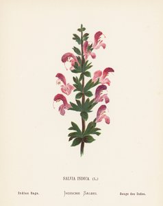 Flores silvestres de Tierra Santa: Salvia Indica; Salvia india (grabado coloreado)