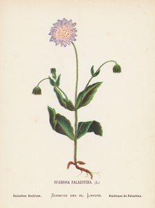 Flores silvestres de Tierra Santa: Scabiosa Palaestina; Palestine Scabious (grabado coloreado)
