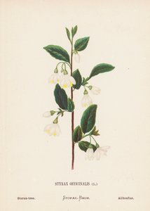 Flores silvestres de Tierra Santa: Styrax Officinalis; Storax-tree (grabado coloreado)